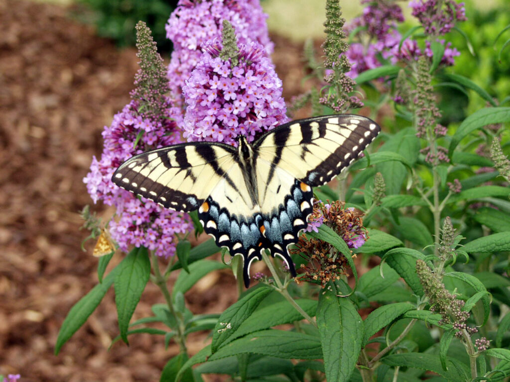 B1utterfly